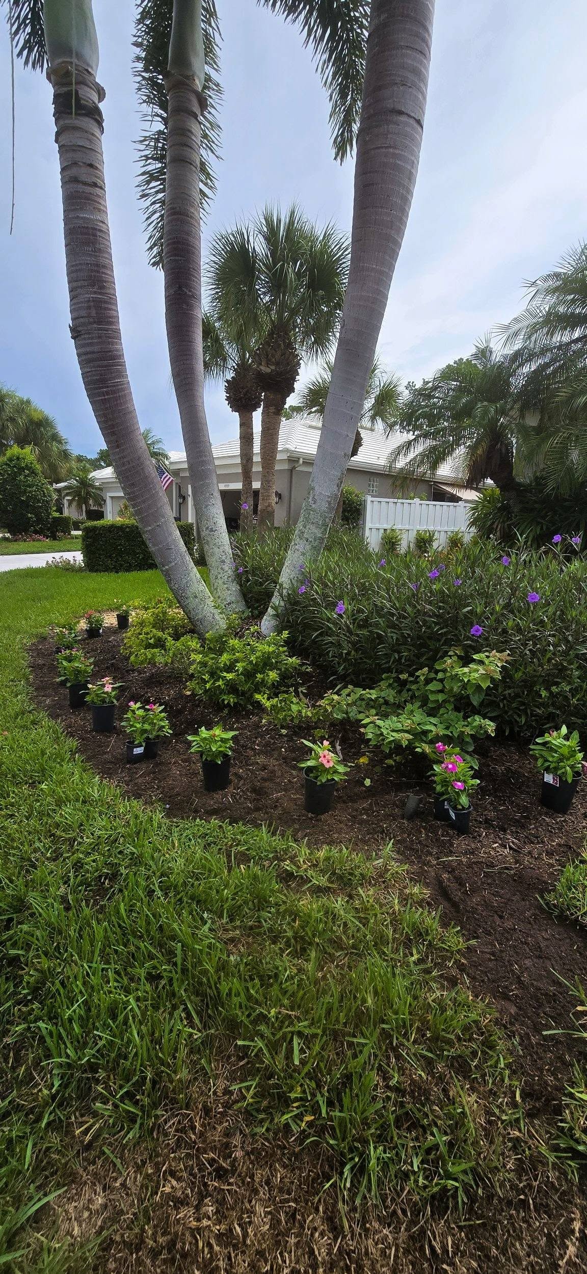 Tree Trimming & Palm Services